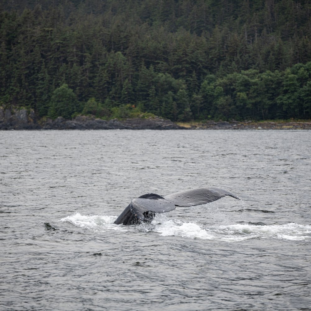 Juneau Lighthouse Tours - And another - Whale Watching Tours Near Me - Juneau, Alaska