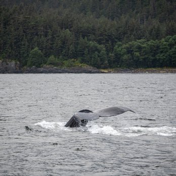 Juneau Lighthouse Tours - And another - Whale Watching Tours Near Me - Juneau, Alaska