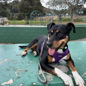 Fetch & Flight - Working on basics in the park - Pet Training Near Me