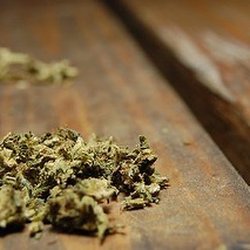 It's Not Weed - Ground buds from our Mara Blaster.