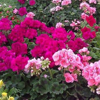 Kitchen's Farm Market - Flowers - Farmers Market Near Me - Falling Waters, West Virginia Kitchen's Farm Market - Flowers - Farmers Market Near Me - Falling Waters, West Virginia