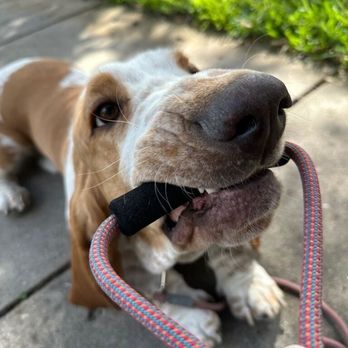 Houston Dog Butler - Dog Walkers Near Me - Houston, Texas Houston Dog Butler - Dog Walkers Near Me - Houston, Texas