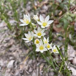 Spring Trail Park - Early spring flowers - Crowpoison (not poisonous)