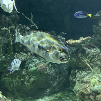 Seattle Aquarium - One of the thousands of fish - Aquariums Near Me - Seattle, Washington