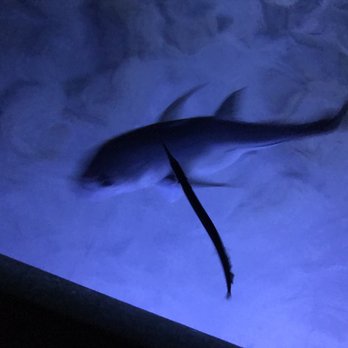 Night Kayak - Rafting/Kayaking Near Me - St. Thomas, Virgin Islands