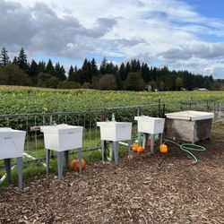 Papa's Pumpkin Patch - Pumpkin washing station!