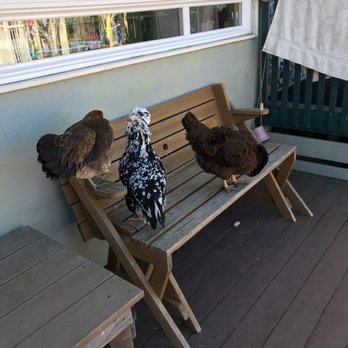 Mill Valley Nursery School - The chickens that roam the campus daily, teaching the kids (and parents!) so much! - Elementary Schools Near Me - Mill Valley, California Mill Valley Nursery School - The chickens that roam the campus daily, teaching the kids (and parents!) so much! - Elementary Schools Near Me - Mill Valley, California