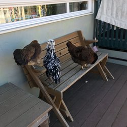 Mill Valley Nursery School - The chickens that roam the campus daily, teaching the kids (and parents!) so much!