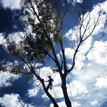 Fir Sure Arbor Pro - Tree Services Near Me - Sheridan , Colorado Fir Sure Arbor Pro - Tree Services Near Me - Sheridan , Colorado