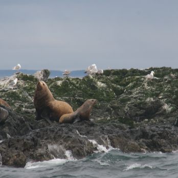 Outer Island Expeditions - "Hey, look at that wildlife on that boat!" - Fishing Near Me - Eastsound, Washington