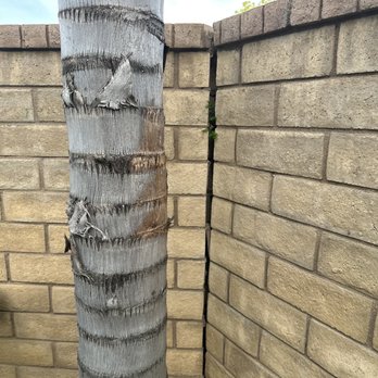Pelletier Tree Service & Brush Clearance - Interior view of wall separating - Tree Services Near Me - Valencia, California Pelletier Tree Service & Brush Clearance - Interior view of wall separating - Tree Services Near Me - Valencia, California