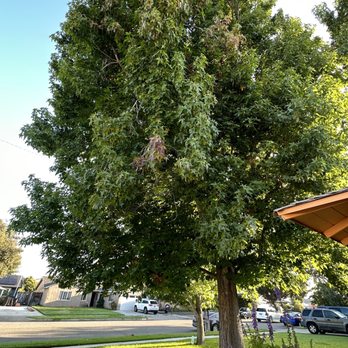David's Tree Service - The tree before they trimmed - Tree Services Near Me - Huntington Beach, California David's Tree Service - The tree before they trimmed - Tree Services Near Me - Huntington Beach, California