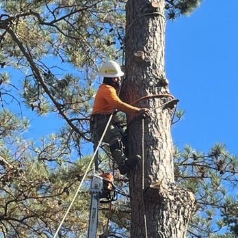 SDV Professional Tree Service - Professional tree cutting for hard-to-reach branches - Tree Services Near Me - Geraldine, Alabama