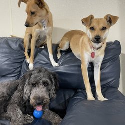 Berkebile Kennels - Bella, Maggie and Ruby