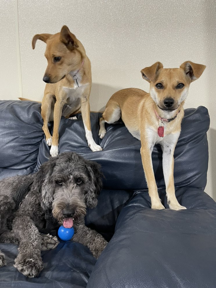 BERKEBILE KENNELS Updated August 2024 23 Photos 103 E 1st St