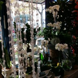 Blumen Bock