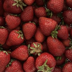 Berry Best family Farm - THE best strawberries!