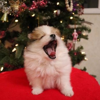 Passionate PomPoms - Pet Breeders Near Me Passionate PomPoms - Pet Breeders Near Me