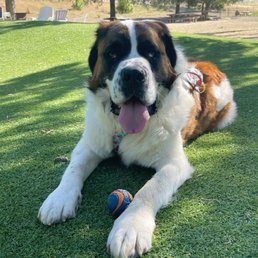 George, the Saint Bernard.