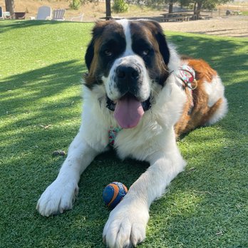 K9 Optima - George, the Saint Bernard. - Pet Training Near Me - Antioch, California