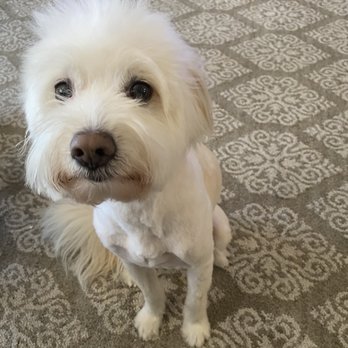 Bubbles On Wheels - After his haircut - Pet Groomers Near Me