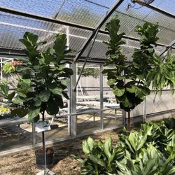 Tropical Greenery - Some fiddle leaf figs or ficus lyrata