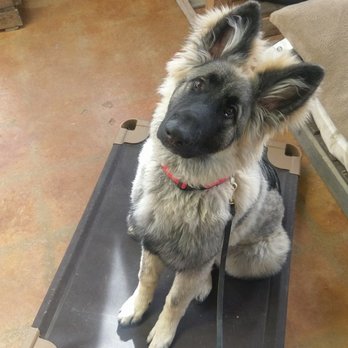 Mountain State K9 Academy - Pet Training Near Me - Greeley, Colorado