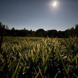 Ten Acre Farm - Night maze
