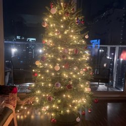 Tomari's Trees