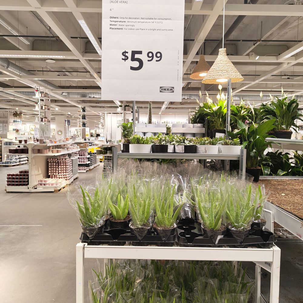 IKEA - Small aloe plants for sale (price as of Jan. 2025) - Furniture Stores Near Me - Atlanta, Georgia IKEA - Small aloe plants for sale (price as of Jan. 2025) - Furniture Stores Near Me - Atlanta, Georgia