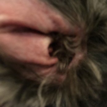 Doggy Stylz Grooming - Pet Groomers Near Me - Lee's Summit, Missouri