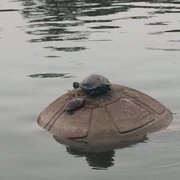 Photo of Golden Gate Park - San Francisco, CA, United States. Mama and baby turtle!