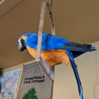Pirate Coffee Company - a parrot hanging from a branch - Coffee & Tea Near Me - Depoe Bay, Oregon