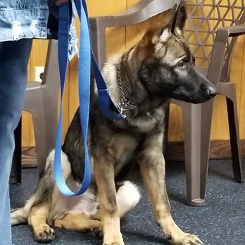 The Leash Connection - Jobe in puppy class - Pet Training Near Me - Lexington, South Carolina The Leash Connection - Jobe in puppy class - Pet Training Near Me - Lexington, South Carolina