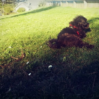 Holly Park - Nathan enjoying the plush green grass :p - Parks Near Me - San Francisco, California