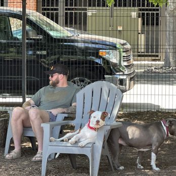MUTTS Canine Cantina - Hahahah lounging doggies - American Near Me - Dallas, Texas MUTTS Canine Cantina - Hahahah lounging doggies - American Near Me - Dallas, Texas