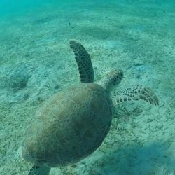 Snorkel with Locals
