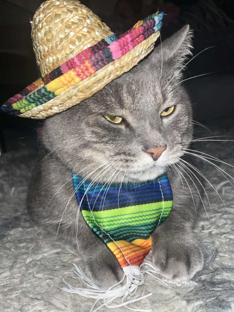 Whisker Watchers - pet boarding facility in Madison, WI