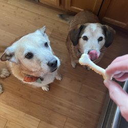 All About Animals Pet Sitting