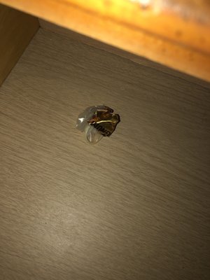 Yankee Clipper Motor Inn by null