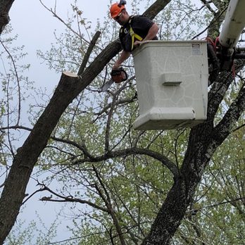 J3 Tree Care - Tree Services Near Me - Ferryville, Wisconsin J3 Tree Care - Tree Services Near Me - Ferryville, Wisconsin