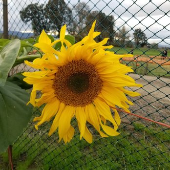 The Pumpkin Patch - Fruits & Veggies Near Me - Portland, Oregon
