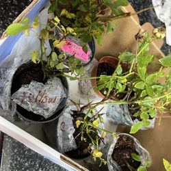 Farmer Joe Plants - No proper ID of what plant is what