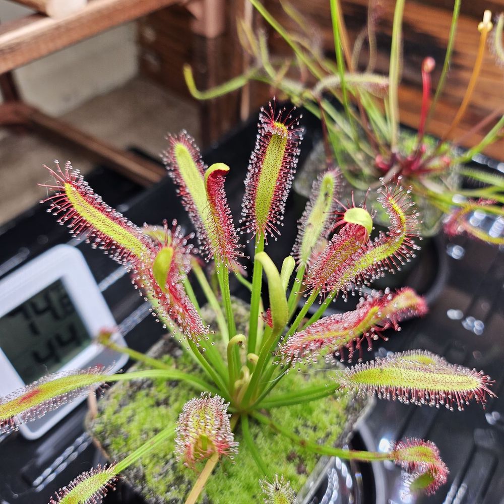 California Carnivores - Drosera Capensis - Nurseries & Gardening Near Me - Sebastopol, California California Carnivores - Drosera Capensis - Nurseries & Gardening Near Me - Sebastopol, California