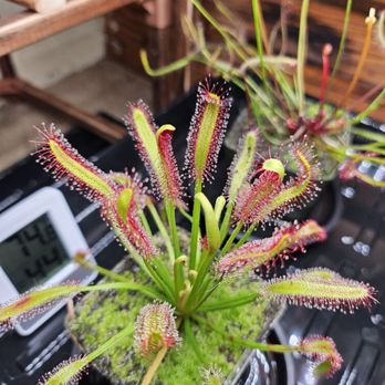 California Carnivores - Drosera Capensis - Nurseries & Gardening Near Me - Sebastopol, California