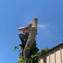 Canopy Kings Tree Care