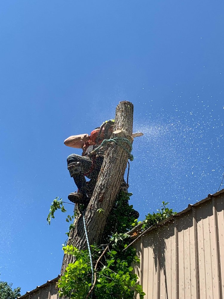 CANOPY KINGS TREE CARE Updated July 2024 Request a Quote