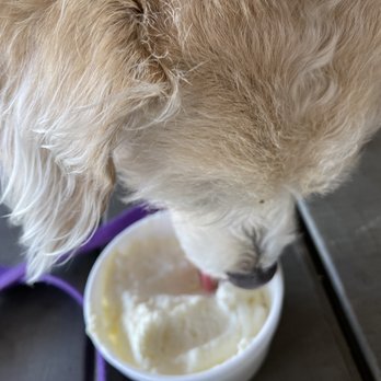 Tumble 22 - Cup of whipped cream - thanks, Sam G! - Chicken Shop Near Me - Round Rock, Texas Tumble 22 - Cup of whipped cream - thanks, Sam G! - Chicken Shop Near Me - Round Rock, Texas
