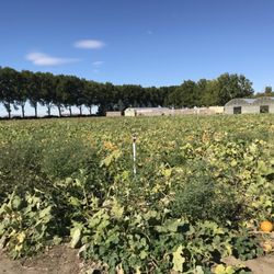 Job's Nursery - The 2021 Pumpkin Parch