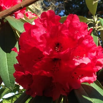 Sonoma Horticultural Nursery - Nurseries & Gardening Near Me - Sebastopol, California Sonoma Horticultural Nursery - Nurseries & Gardening Near Me - Sebastopol, California